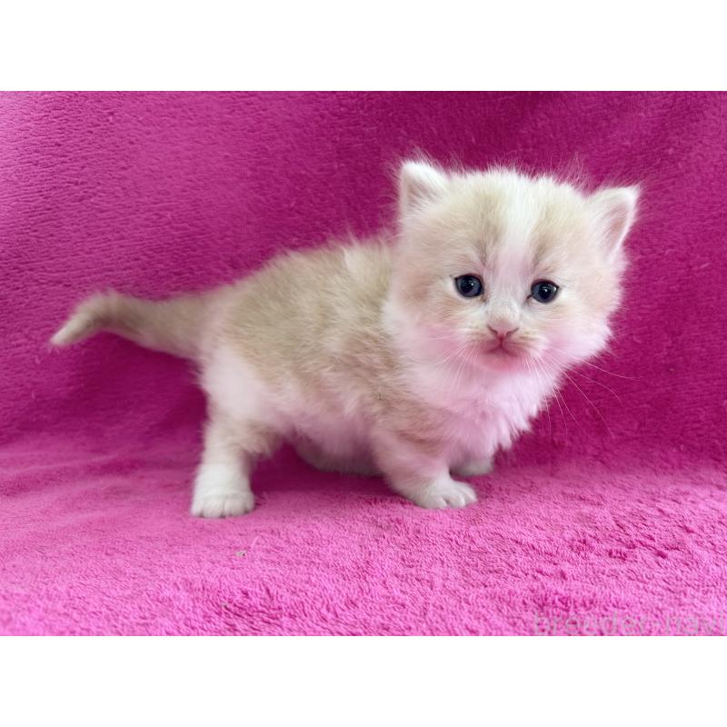 販売中の愛知県のミヌエット(短足)-137904