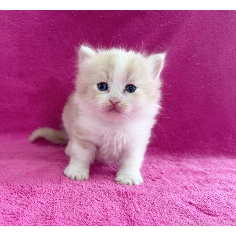 販売中の愛知県のミヌエット(短足)-137904の3枚目