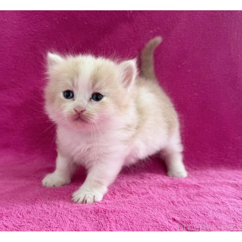 販売中の愛知県のミヌエット(短足)-137904の2枚目