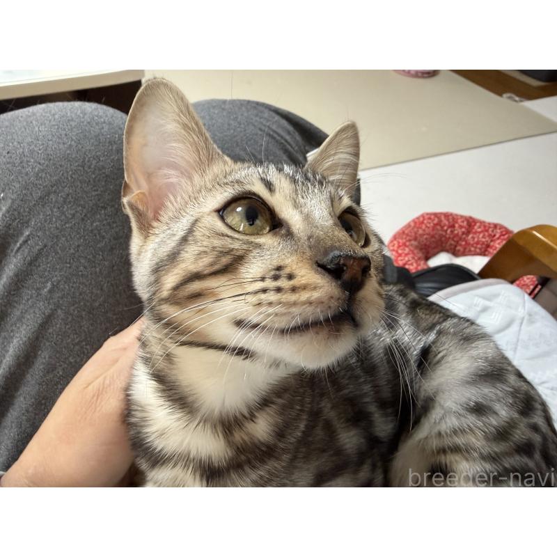 販売中の愛知県のベンガル-136754の4枚目