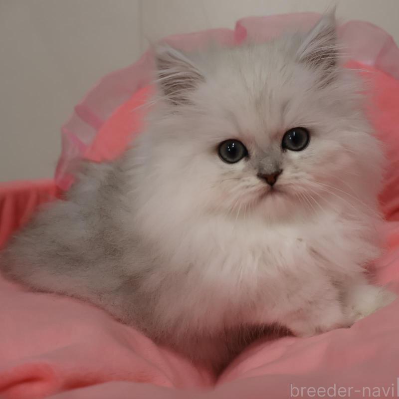 販売中の東京都のペルシャ(チンチラ)-137907