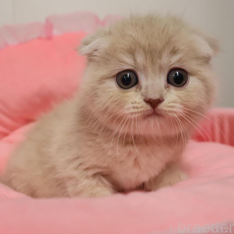 販売中の東京都のスコティッシュフォールド(折れ耳)-137908の1枚目