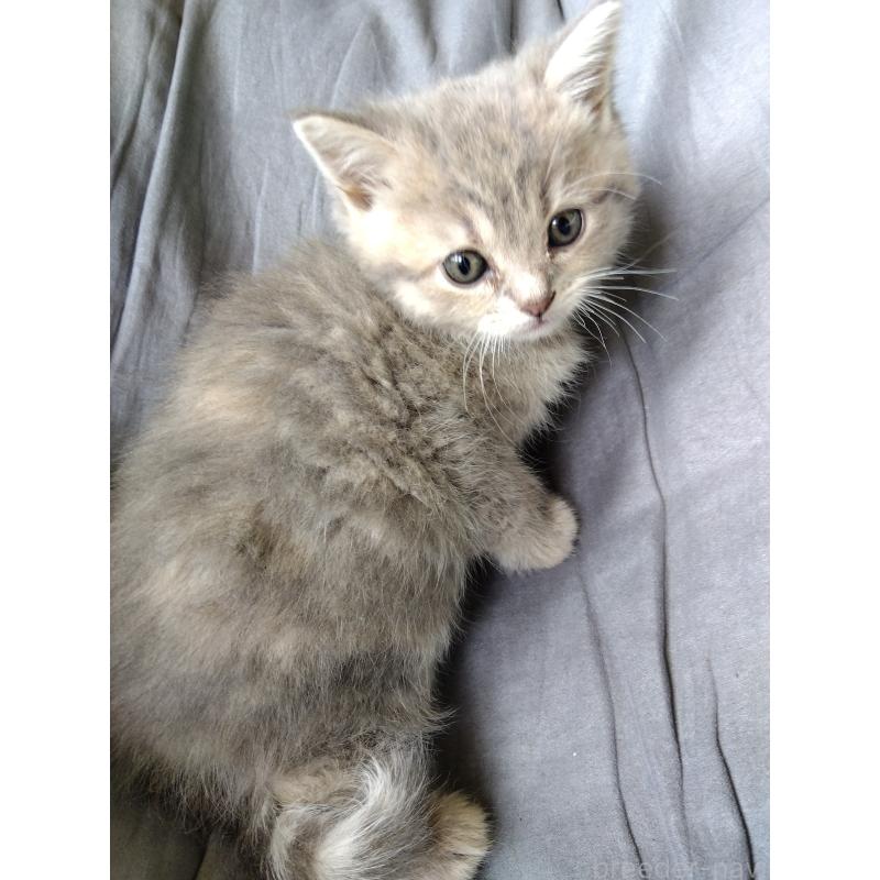 販売中の茨城県のマンチカン-137910