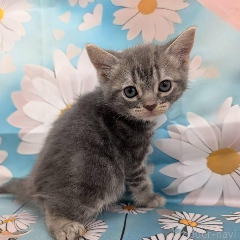 販売中の大阪府のアメリカンショートヘア-137911の4枚目