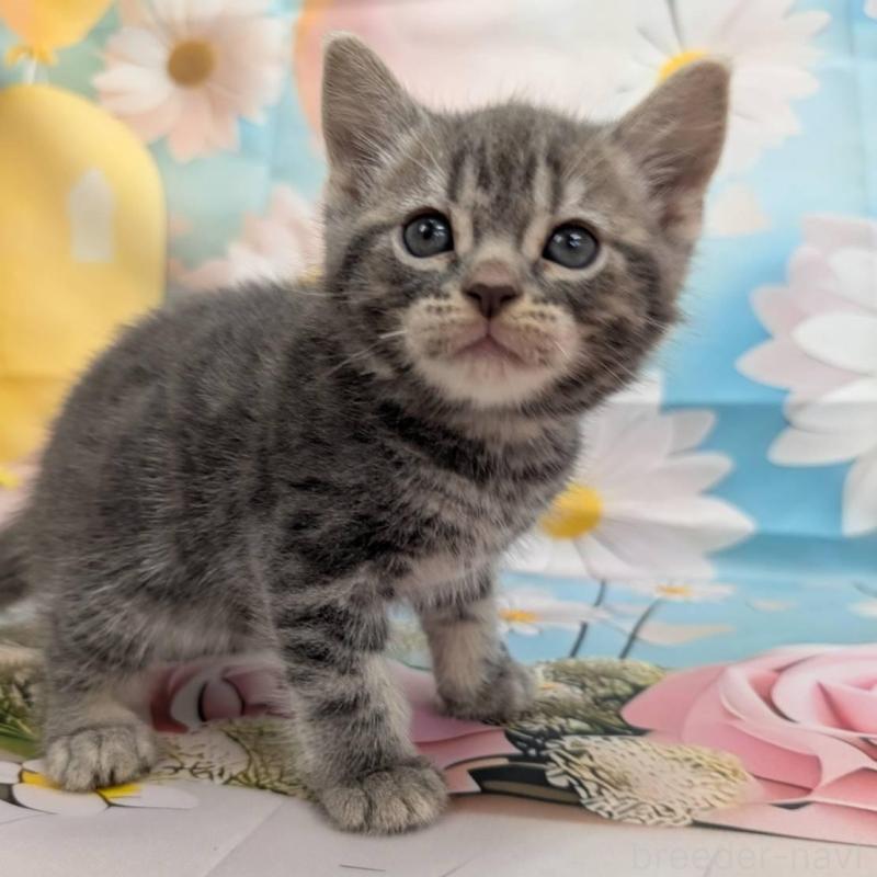 販売中の大阪府のアメリカンショートヘア-137911の3枚目