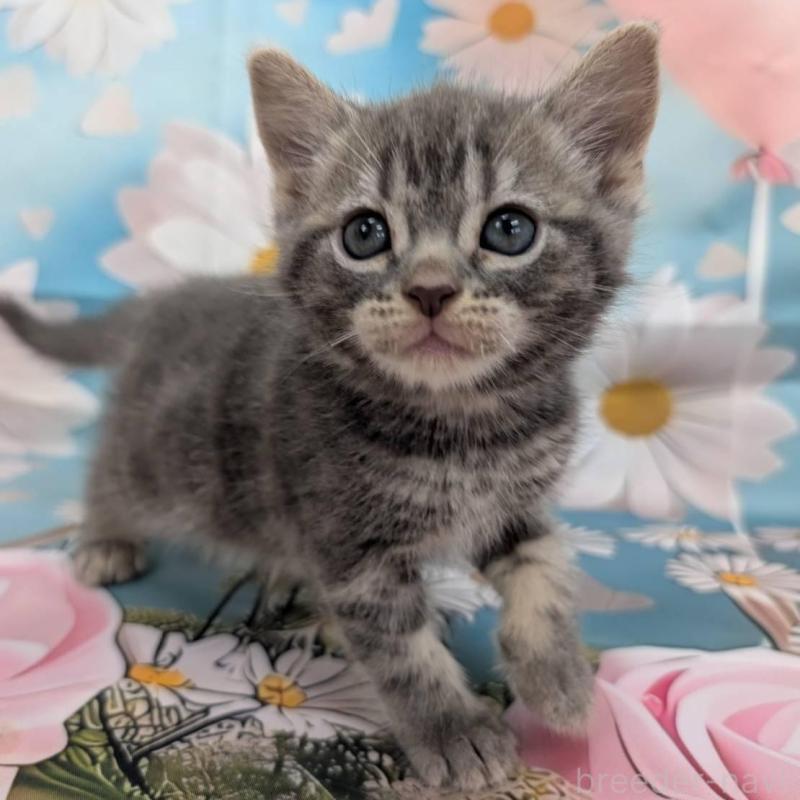 販売中の大阪府のアメリカンショートヘア-137911の2枚目