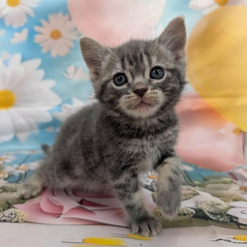 販売中の大阪府のアメリカンショートヘア-137911の1枚目