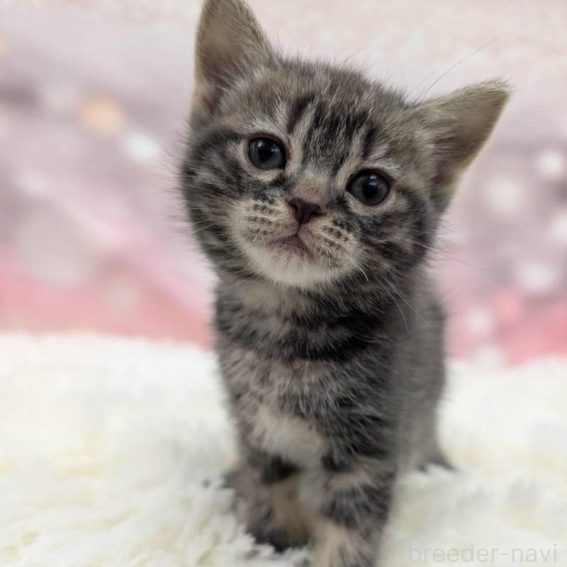 販売中の大阪府のアメリカンショートヘア-137912