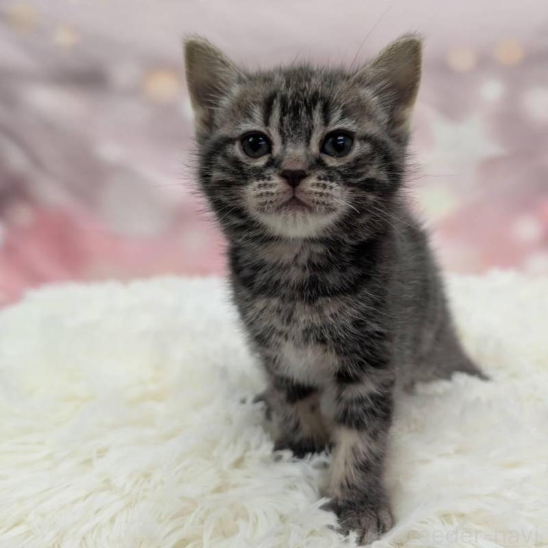 販売中の大阪府のアメリカンショートヘア-137912の4枚目