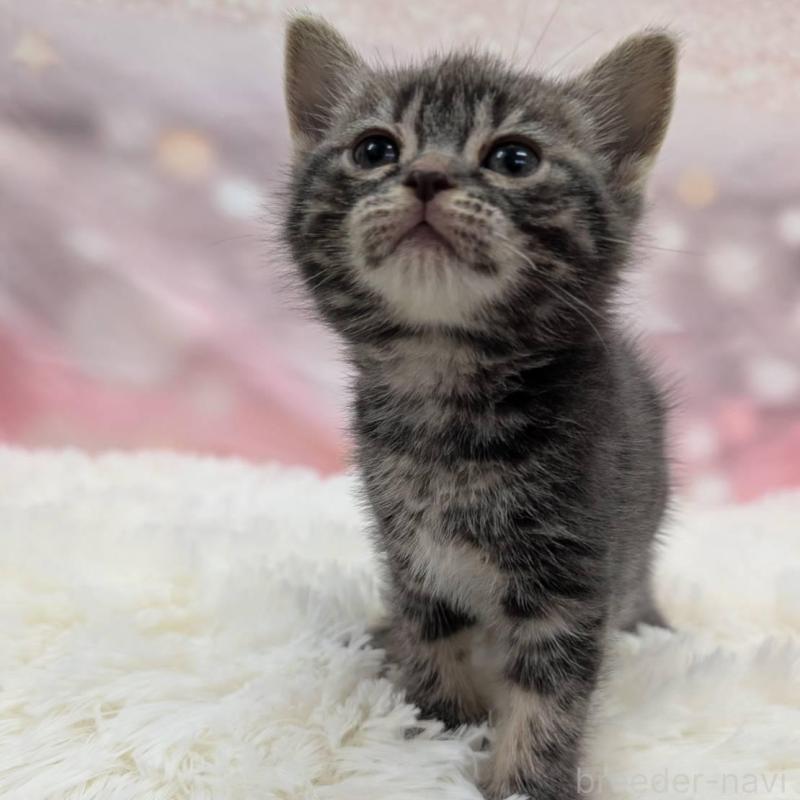 販売中の大阪府のアメリカンショートヘア-137912の2枚目