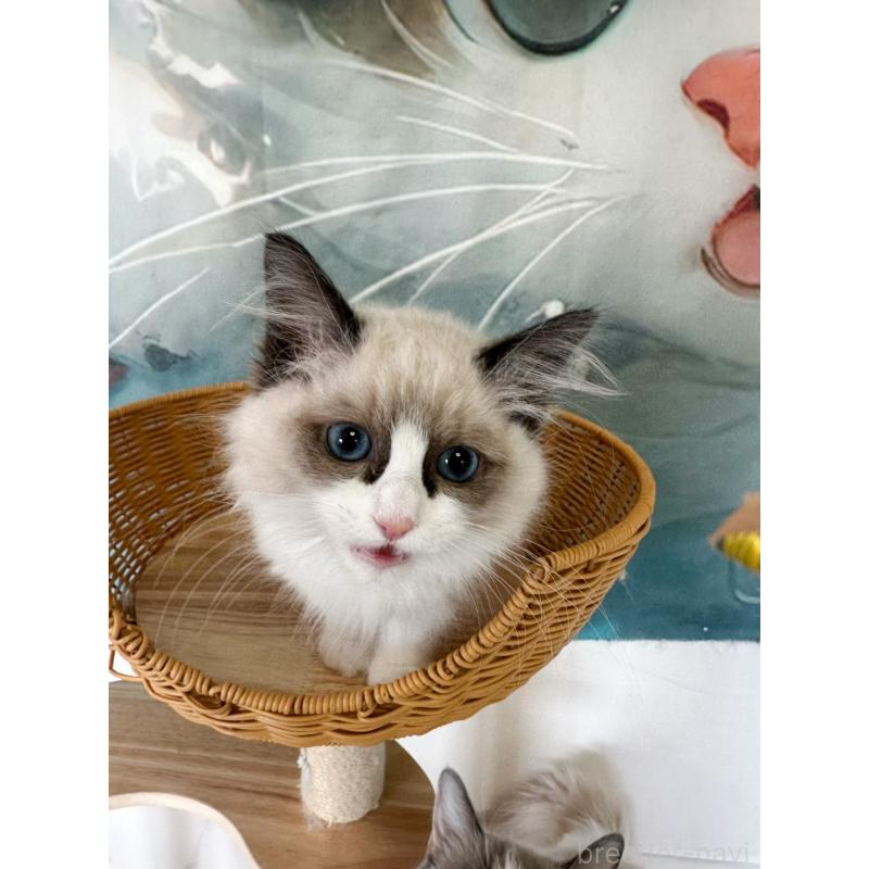 販売中の大阪府のラグドール-137913の12枚目