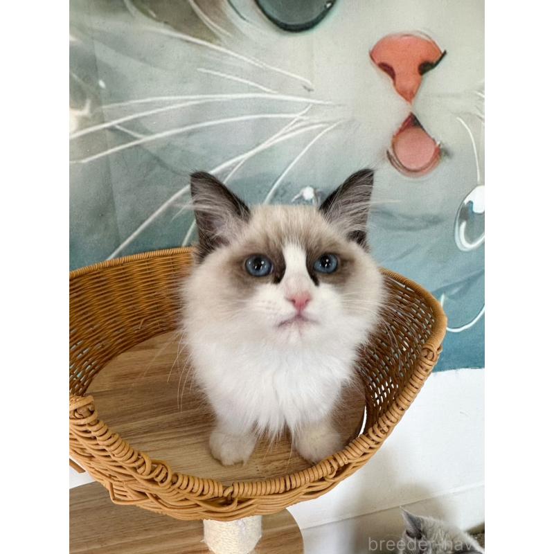 販売中の大阪府のラグドール-137913の11枚目