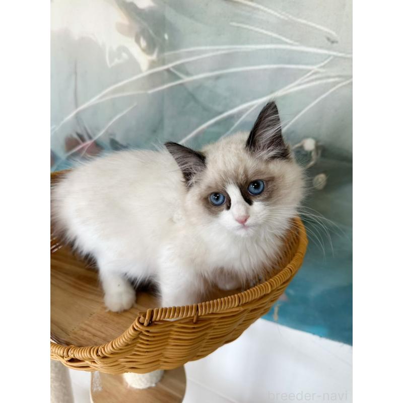 販売中の大阪府のラグドール-137913の9枚目