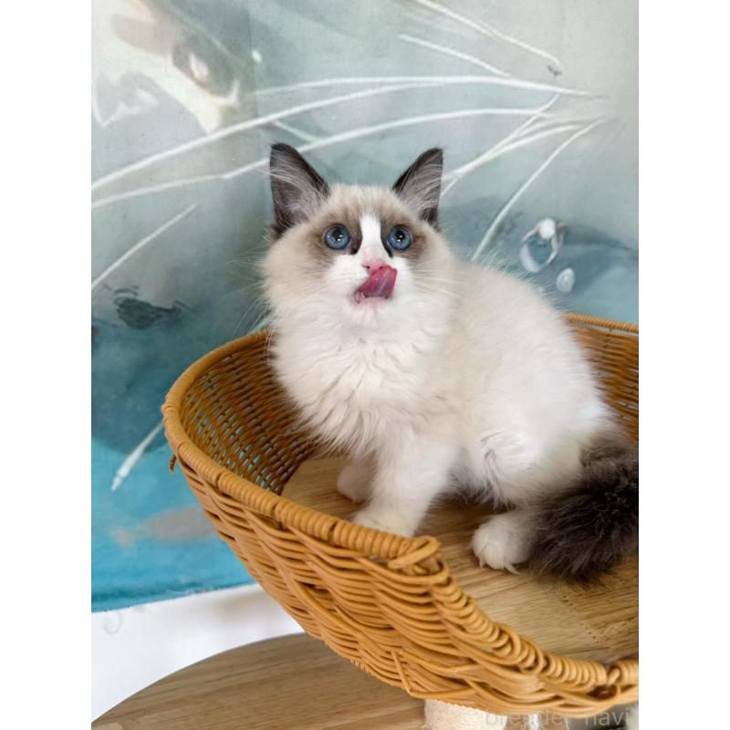 販売中の大阪府のラグドール-137913の8枚目