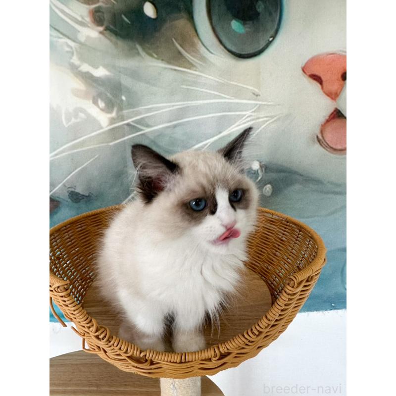 販売中の大阪府のラグドール-137913の7枚目