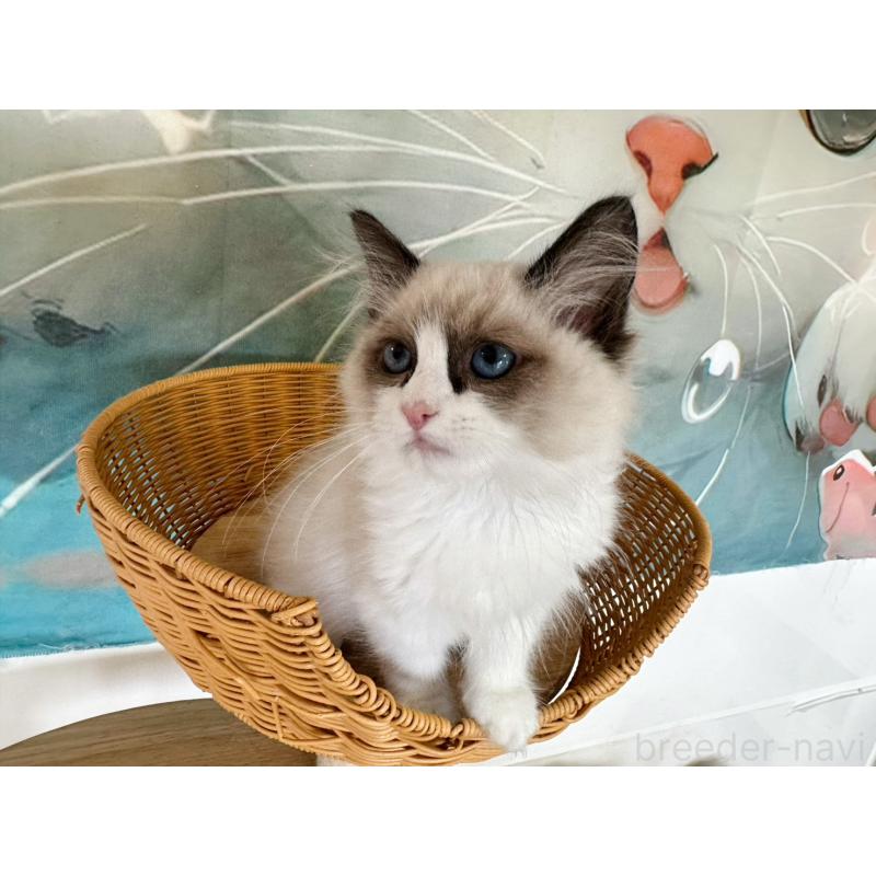 販売中の大阪府のラグドール-137913の6枚目