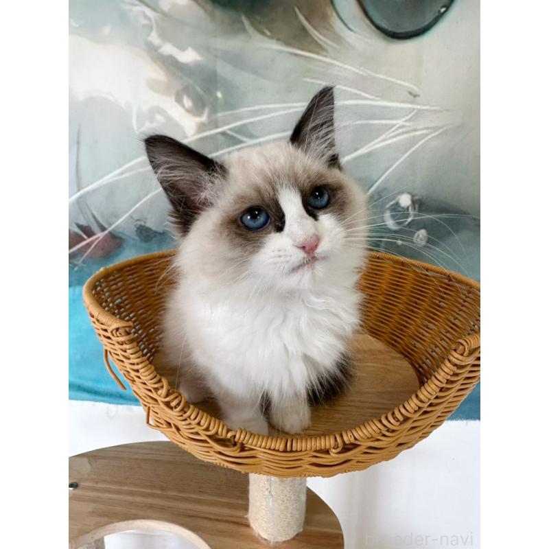 販売中の大阪府のラグドール-137913の5枚目