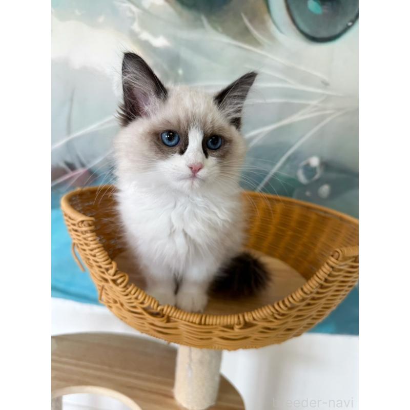 販売中の大阪府のラグドール-137913の4枚目