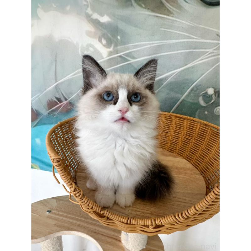 販売中の大阪府のラグドール-137913の3枚目