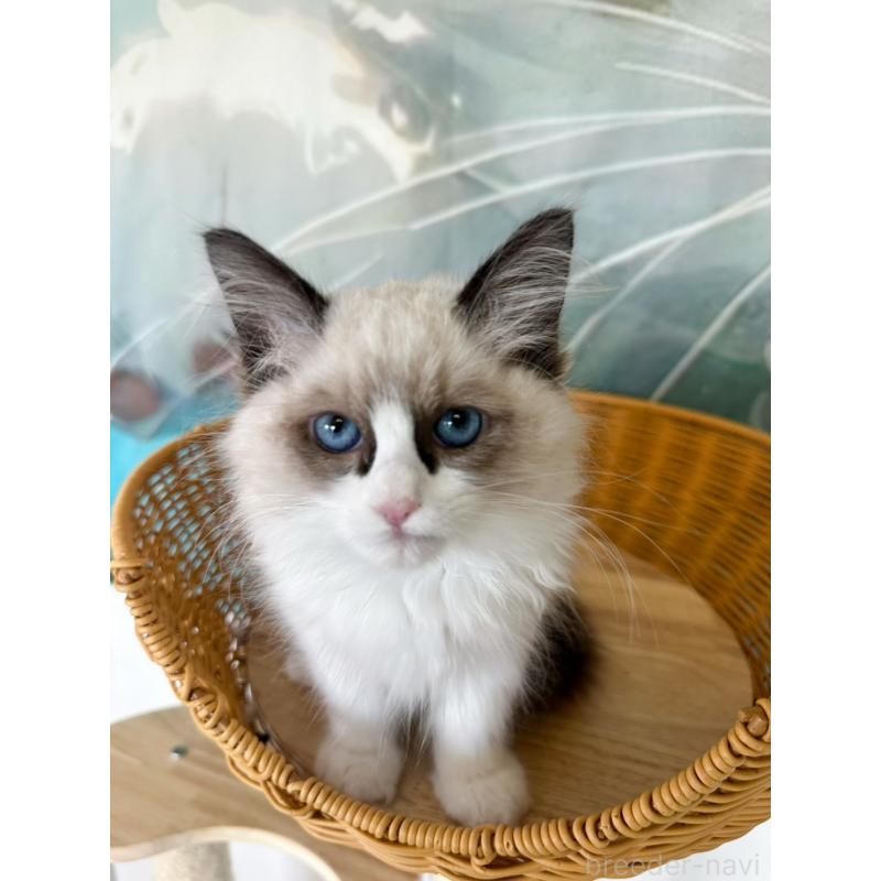 販売中の大阪府のラグドール-137913の2枚目