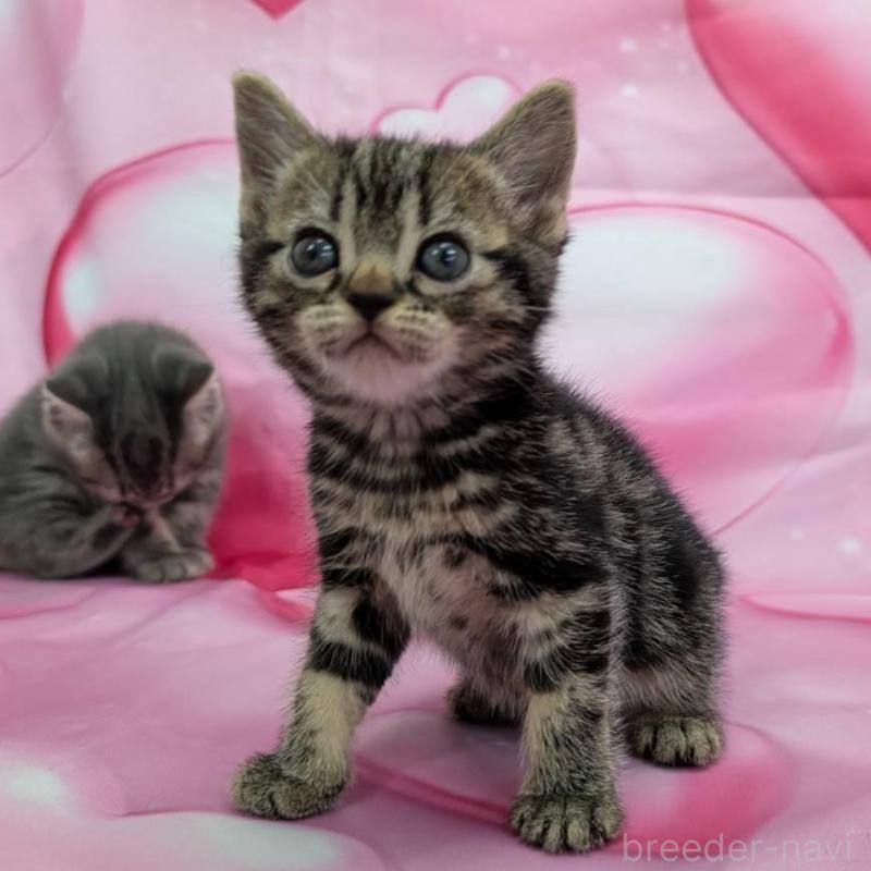 販売中の大阪府のアメリカンショートヘア-137914