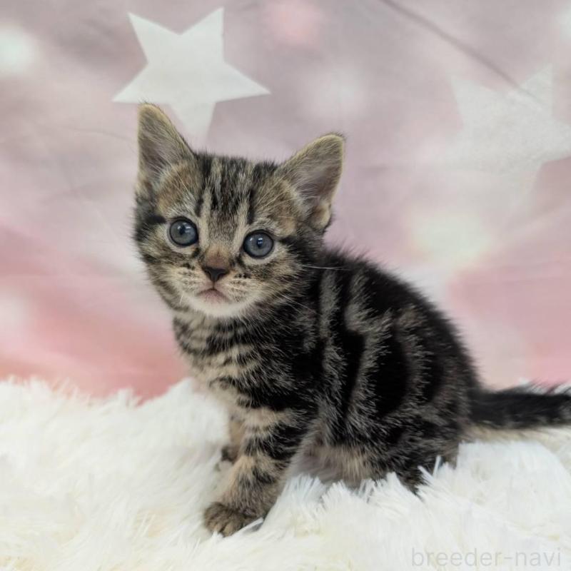 販売中の大阪府のアメリカンショートヘア-137914の4枚目