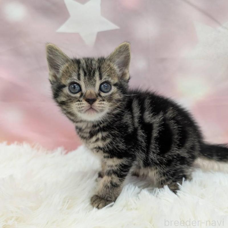 販売中の大阪府のアメリカンショートヘア-137914の3枚目