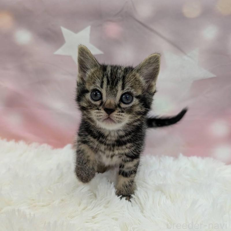 販売中の大阪府のアメリカンショートヘア-137914の2枚目