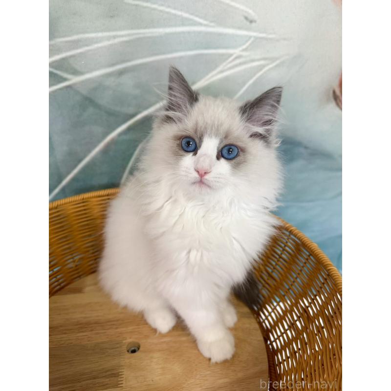 販売中の大阪府のラグドール-137915の23枚目