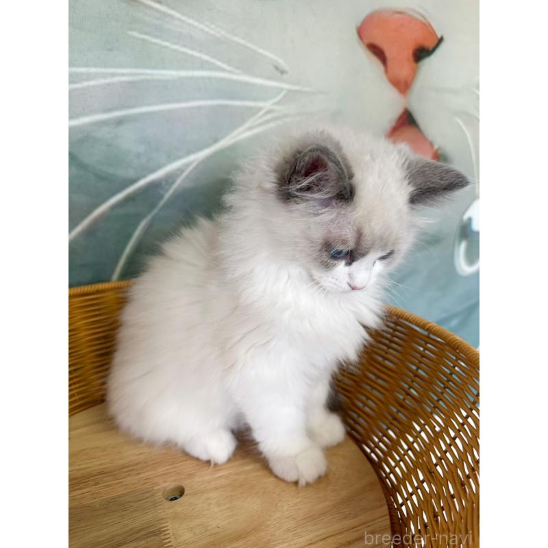 販売中の大阪府のラグドール-137915の22枚目