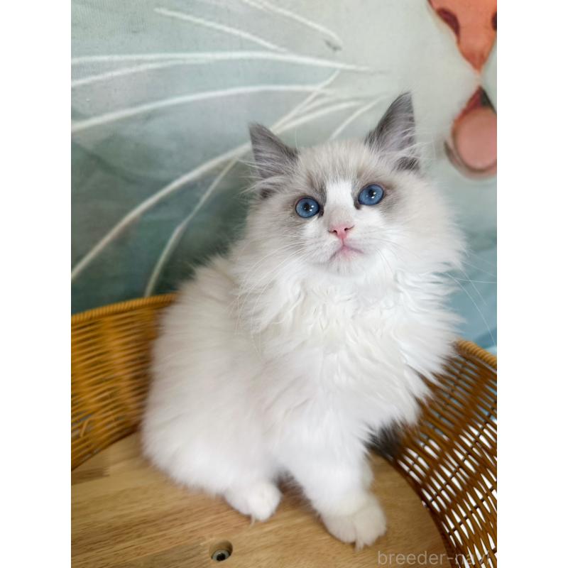 販売中の大阪府のラグドール-137915の21枚目