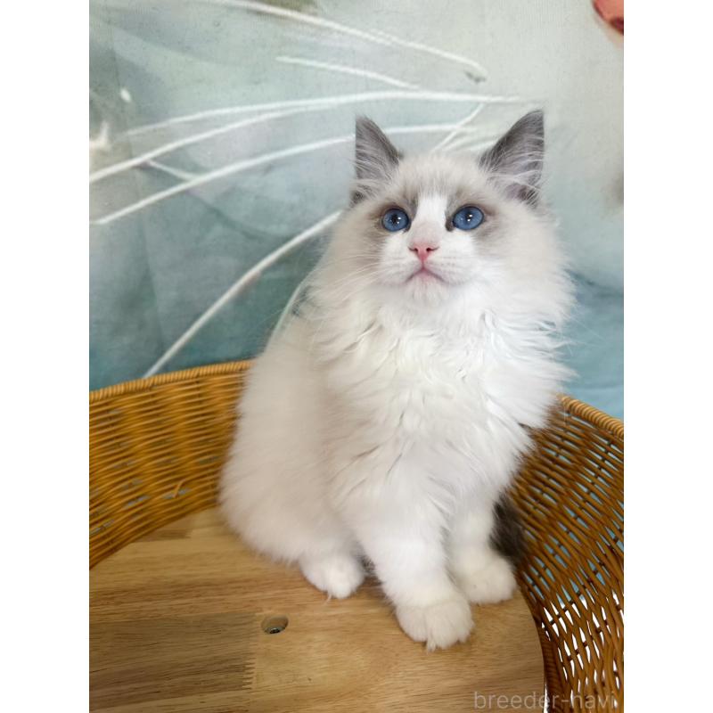 販売中の大阪府のラグドール-137915の20枚目