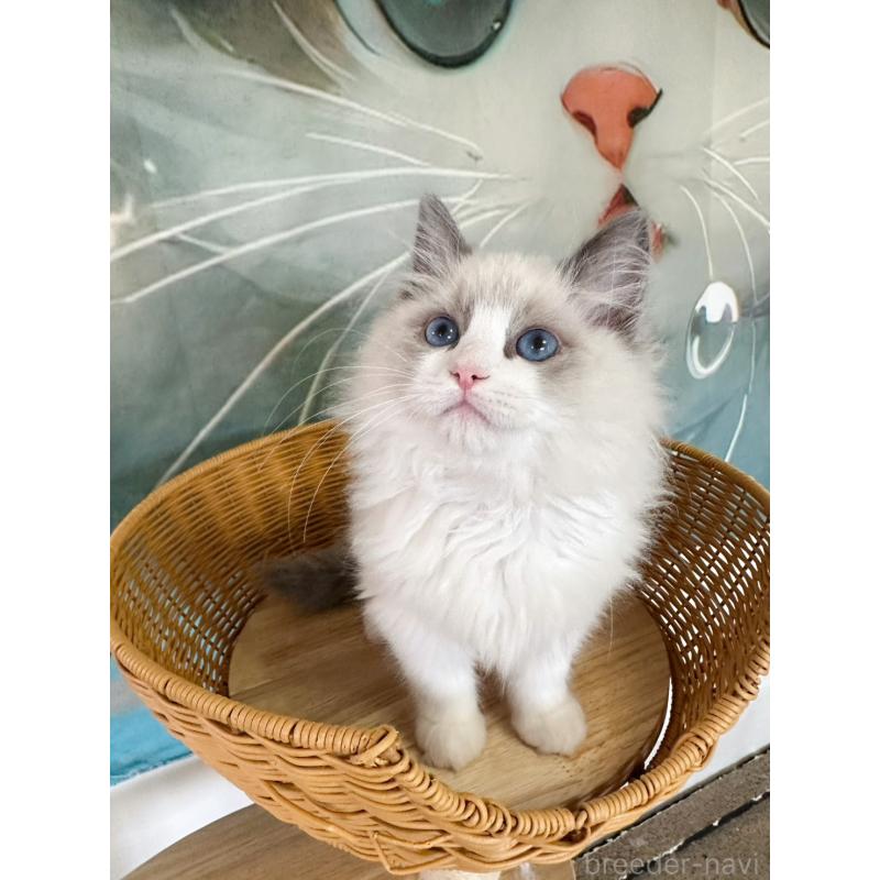 販売中の大阪府のラグドール-137915の19枚目