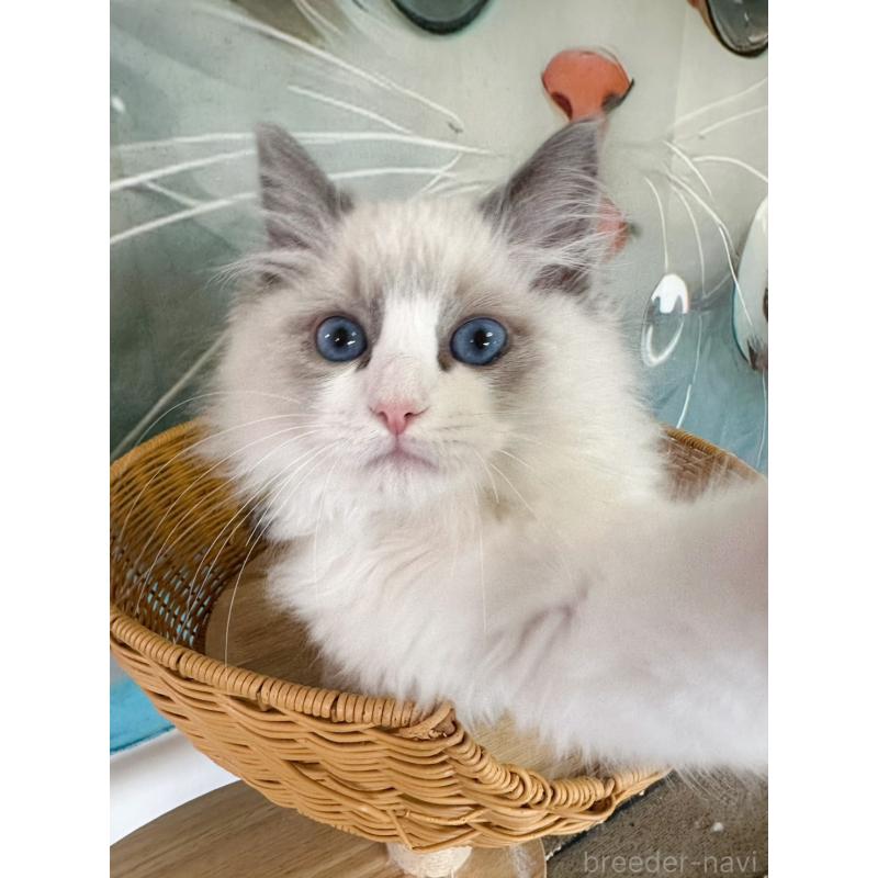 販売中の大阪府のラグドール-137915の18枚目