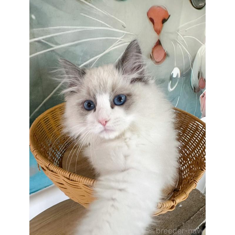 販売中の大阪府のラグドール-137915の17枚目