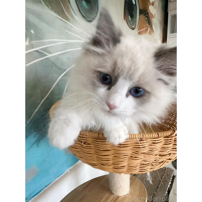 販売中の大阪府のラグドール-137915の16枚目