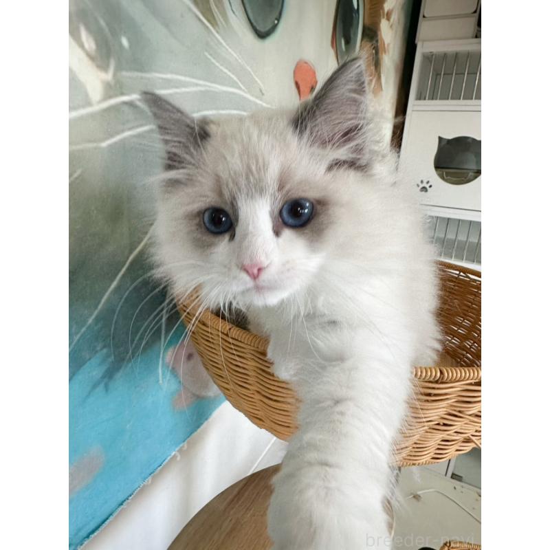 販売中の大阪府のラグドール-137915の15枚目