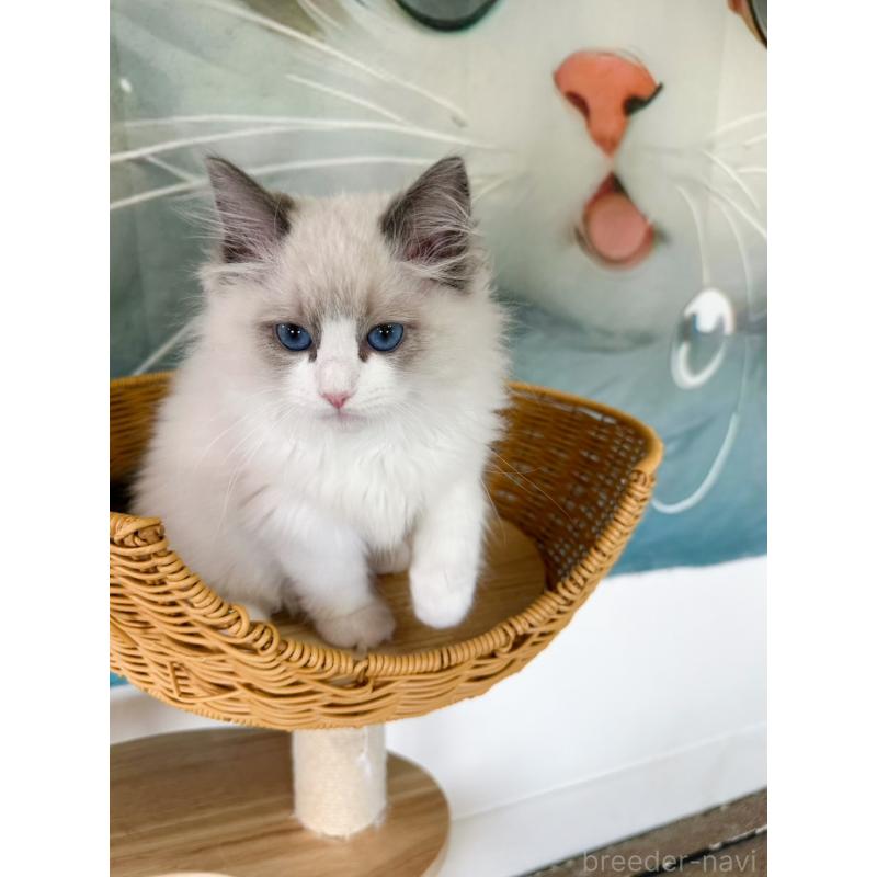 販売中の大阪府のラグドール-137915の14枚目