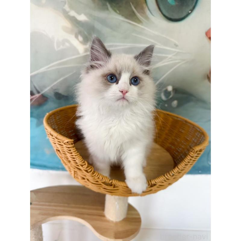 販売中の大阪府のラグドール-137915の13枚目