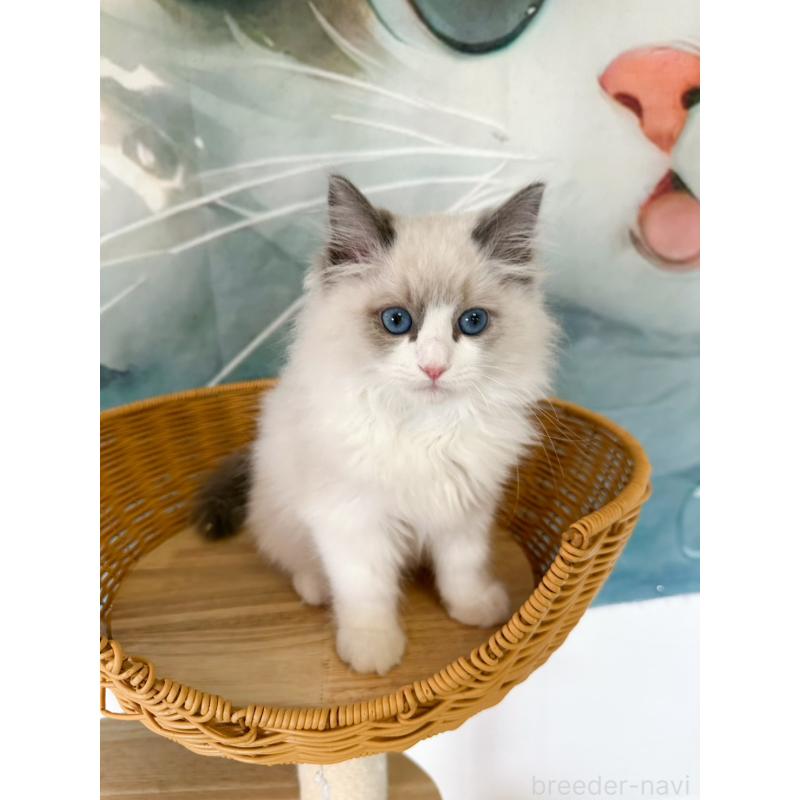 販売中の大阪府のラグドール-137915の11枚目