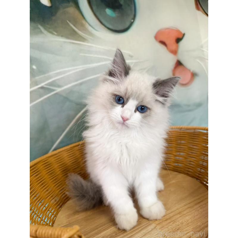 販売中の大阪府のラグドール-137915の9枚目