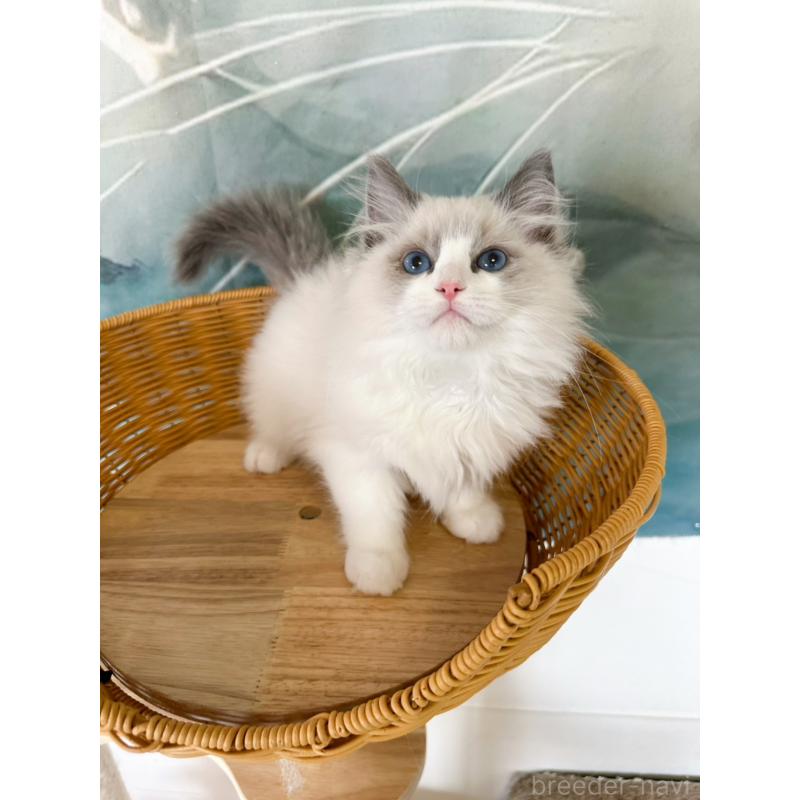 販売中の大阪府のラグドール-137915の8枚目