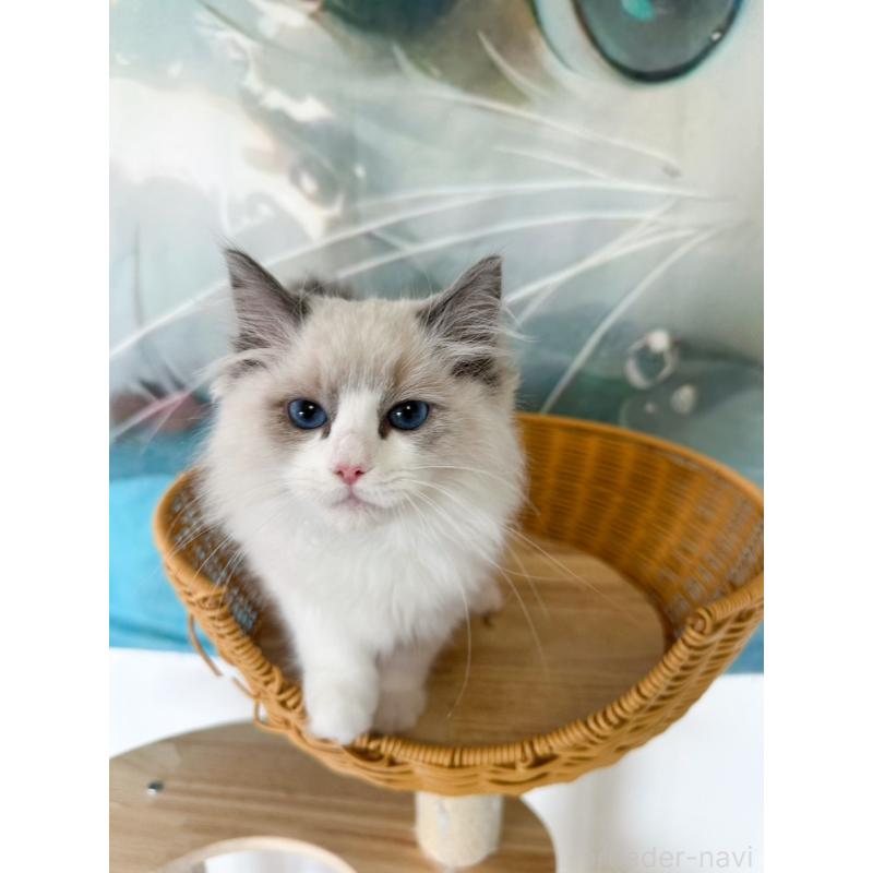 販売中の大阪府のラグドール-137915の6枚目