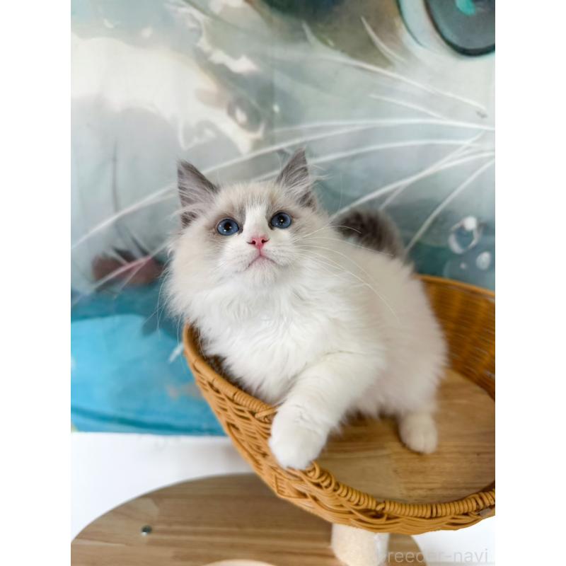 販売中の大阪府のラグドール-137915の5枚目