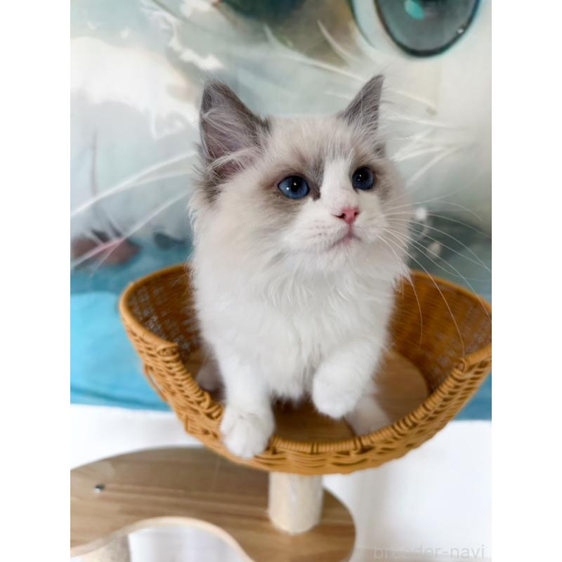 販売中の大阪府のラグドール-137915の4枚目