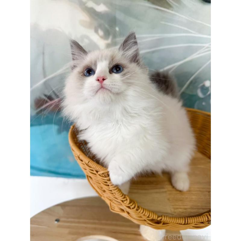 販売中の大阪府のラグドール-137915の3枚目