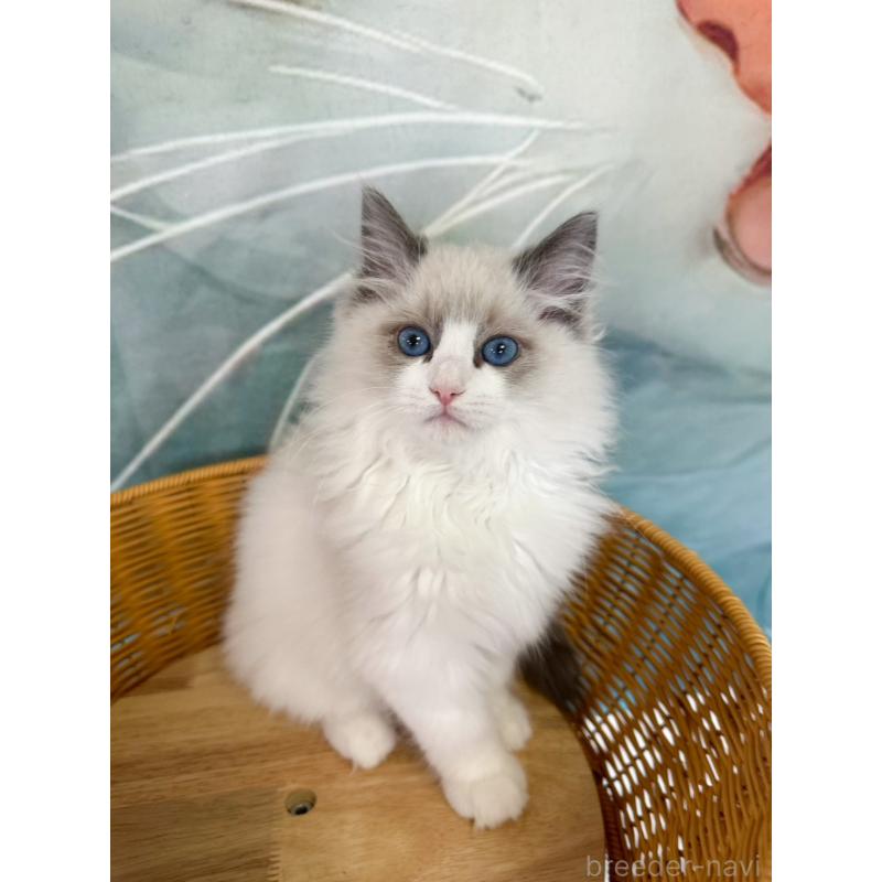 販売中の大阪府のラグドール-137915の2枚目