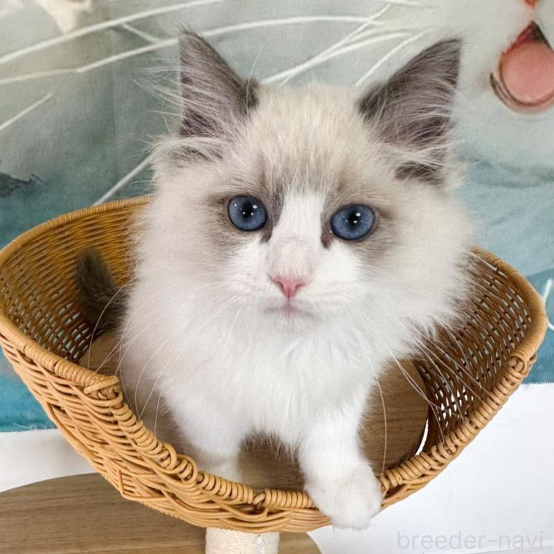 販売中の大阪府のラグドール-137915