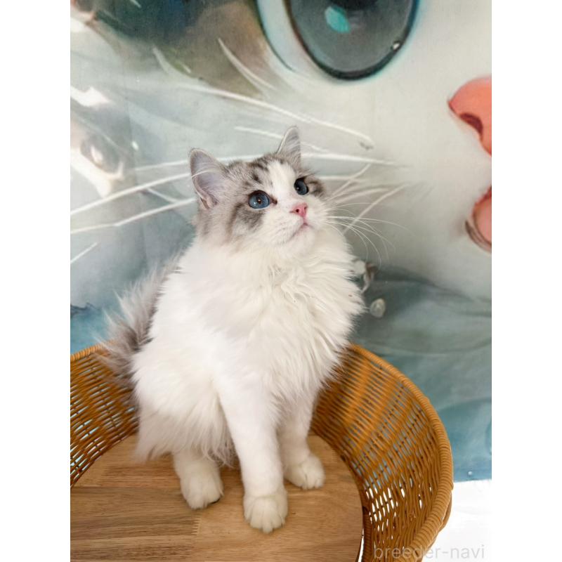 販売中の大阪府のラグドール-137916の10枚目