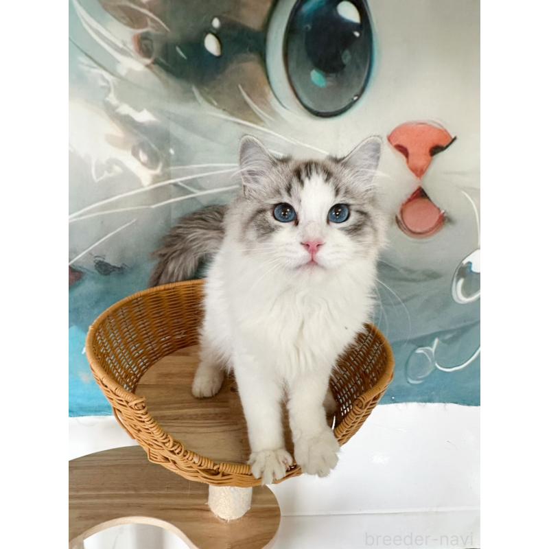 販売中の大阪府のラグドール-137916の9枚目